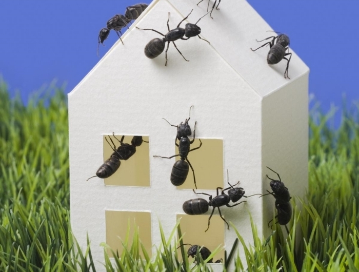 was hilft gegen ameisen methoden und tipps natürliche mittel kleines weißes haus ameisenbefall
