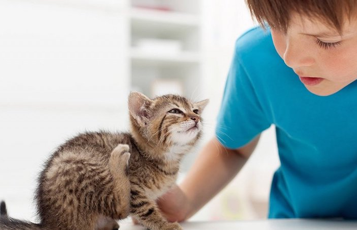 was hilft gegen flöhe bei katzen wie behandelt man flöhe bei katzen flöhe loswerden kleines kätzchen juckt sich junge im blauen shirt
