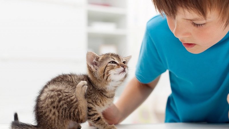 was hilft gegen flöhe bei katzen wie behandelt man flöhe bei katzen flöhe loswerden kleines kätzchen juckt sich junge im blauen shirt
