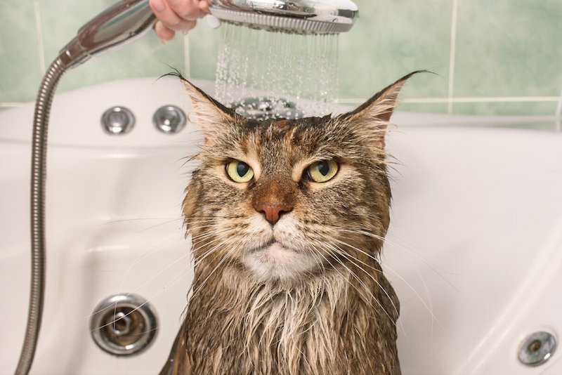 was machen bei flöhen kätze wie bemerkt man flöhe bei katzen katzenflöhe bekämpfen katze duschen unzufrieden