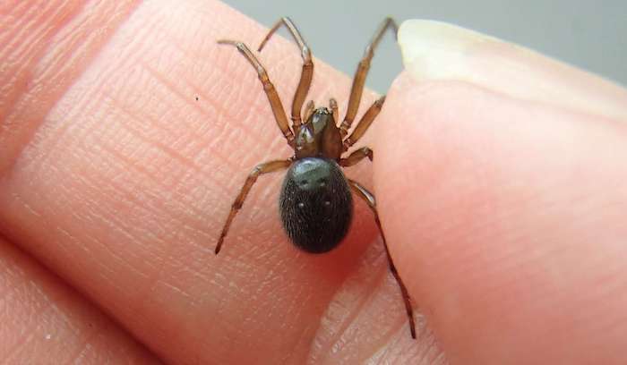 was tun gegen spinnen nützlichen hausmittel zur bekämpfung von insekten kleine schwarze spinne