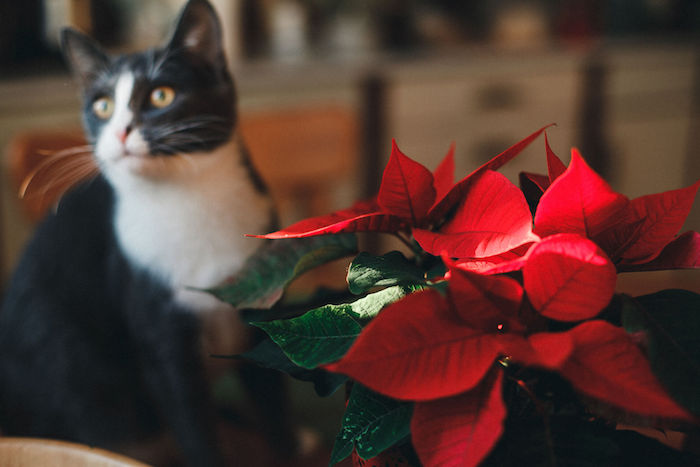 weihnachtsstern giftig für katzen efeutute für katzen giftig calanthea giftig für katzen ungiftige zimmerpflanzen für katze schwarz weiße katze mit weihnachtsstern