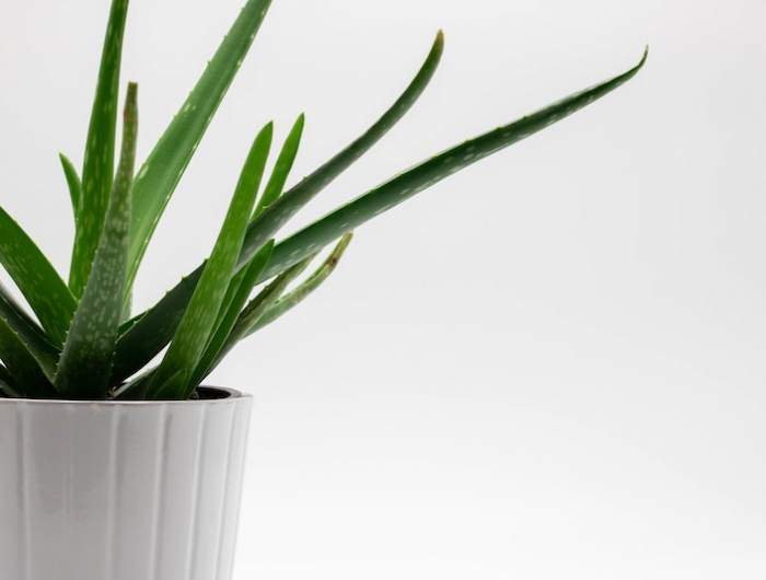 weiße vase grüne pflanze aloe vera saft selber machen