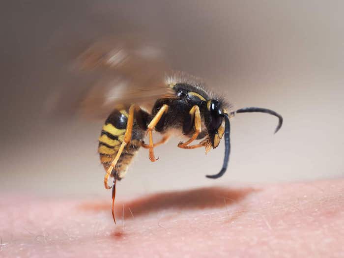 wespe sticht person wespenstich was hilft heilmittel und diy hausmittel gegen insektenstiche wichtige informationen und ideen