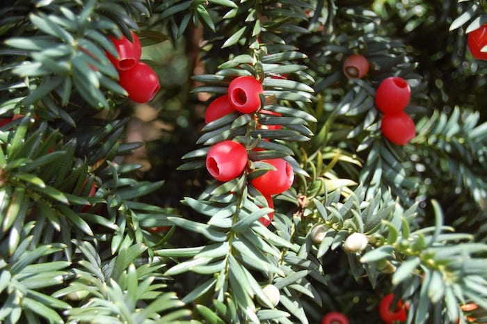 winterharte pflanzen taxus rote früchte eibe ideen für garten gestalten
