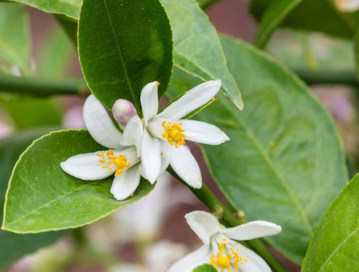 zitronenbaum blüte zitronenbäumchen selber ziehen zitrone pflanzen weiße blüte pflege zitronenbaum
