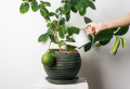 Zitronenbaum Pflege: wichtige Hinweise für eine frische Pflanze