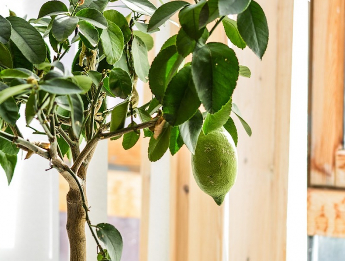 zitronenbaum ziehen zitronenbuam überwintern zitronenbaum frost am fenster sonnenlicht