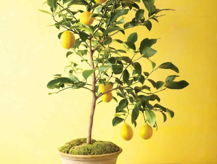 zitronenbäumchen ziehen zitronenbaum umtopfen pflege zitronenbaum zitronenbaum in keramiktopf zitrone pflanzen wohnzimmer gelbe wand