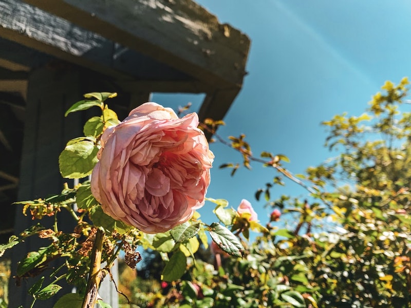 standort pfingstrose erblühte rosa blume im garten auf blauem hintergrund