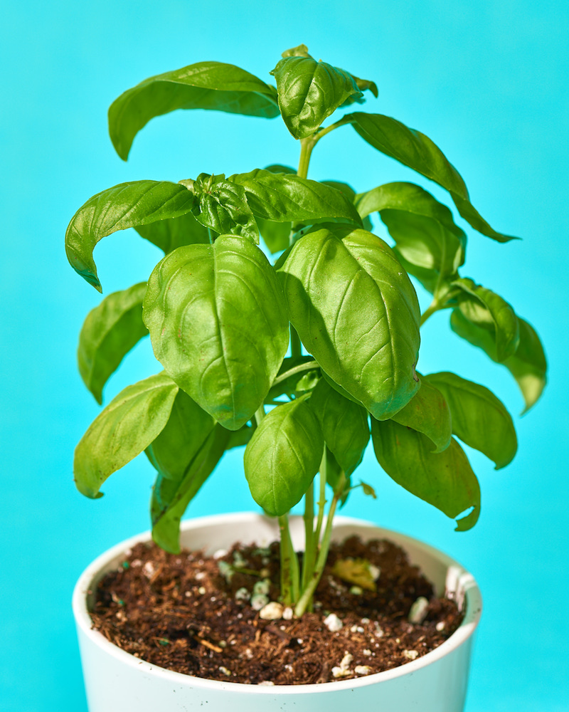 basilikumpflanze in einem topf basilikum verwendung und pflege