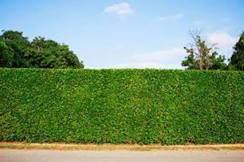 bepflanzen sichtschutz garten ideen hecke aus buchsbaum