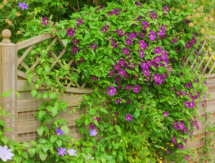 clematis flower hiding a garden fence