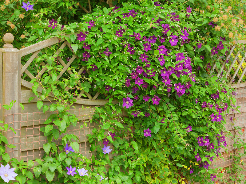 clematis flower hiding a garden fence