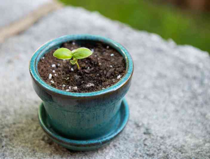 blauer blumentopf kleine pflanze basilikum richtig pflegen
