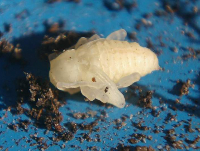 dickmaulrüssler larven erkennen kirschlorbeer schädlinge wann fressen dickmaulrüssler weiße dickmaulrüssler larve