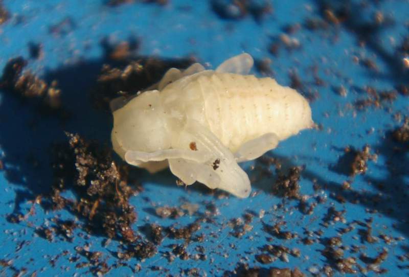 dickmaulrüssler larven erkennen kirschlorbeer schädlinge wann fressen dickmaulrüssler weiße dickmaulrüssler larve