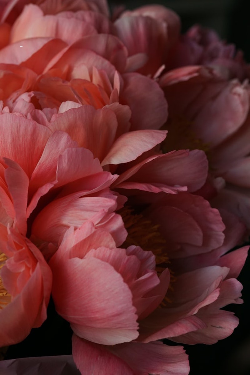 dunkelrosa pfingstrosen in blüte auf dunklem hintergrund