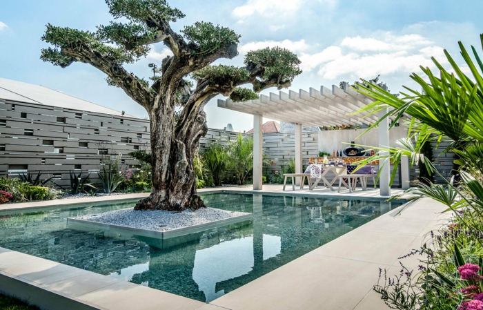 ein olivenbaum mediterrane pflanzen anlegen ein schwimmpool im garten ein pool mit olivenbaum