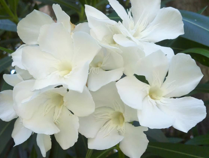 ein weißer oleander die besten mediterranen planzen winterhat