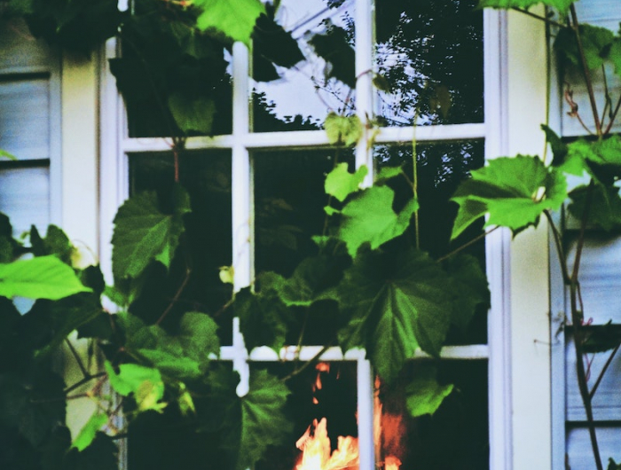 fenster preise fenster farben kunststofffenster weiß pflanzen feuer