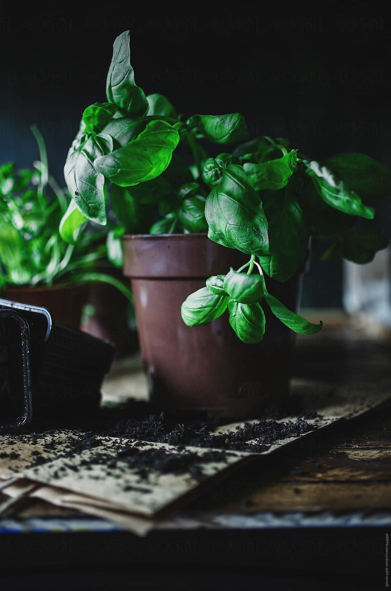 grüne pflanze anbauen basilikum richtig ernten