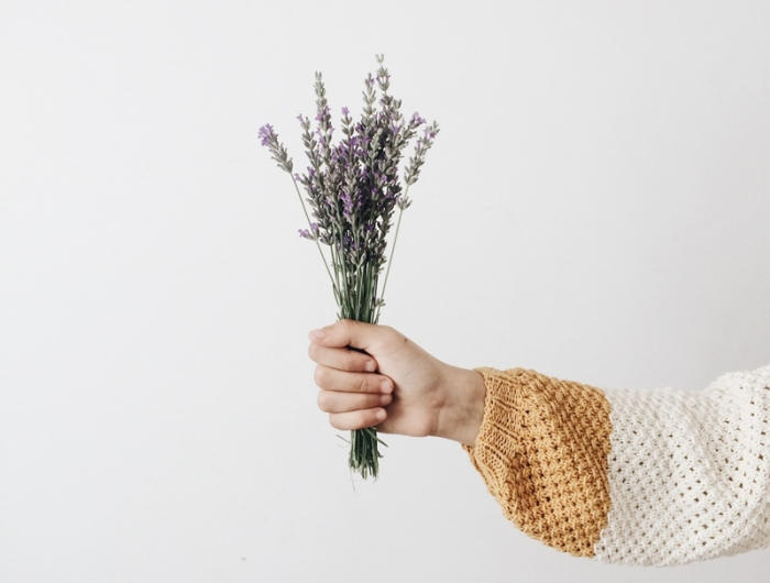 kräuter trocknen lavendel im hand heilpflanze
