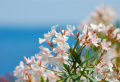 Mediterrane Pflanzen - die besten Arten für ein südliches Flair