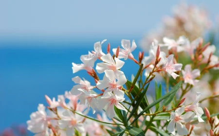 meer gartengestaltung ideen mediterrane pflanzen anlegen ein weißer oleander