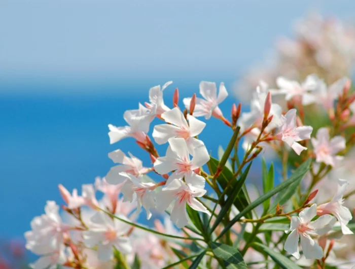 meer gartengestaltung ideen mediterrane pflanzen anlegen ein weißer oleander