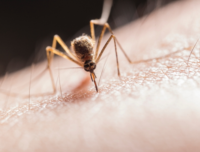 mückenstiche behandeln mit natürlichen hausmitteln
