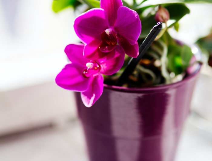 orchidee düngen wann ist der richtige zeitpunkt dafür