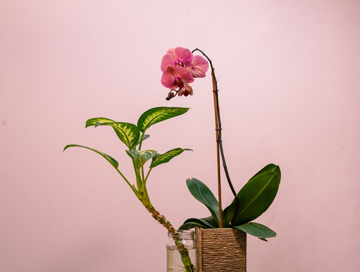 orchideen gießen rosa orchidee pflegetipps