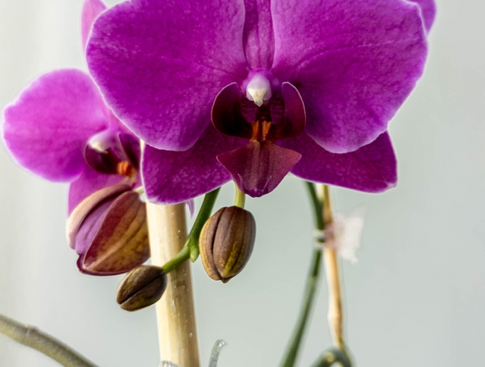 orchideen pflege lila orchidee beliebte zimmerpflanze