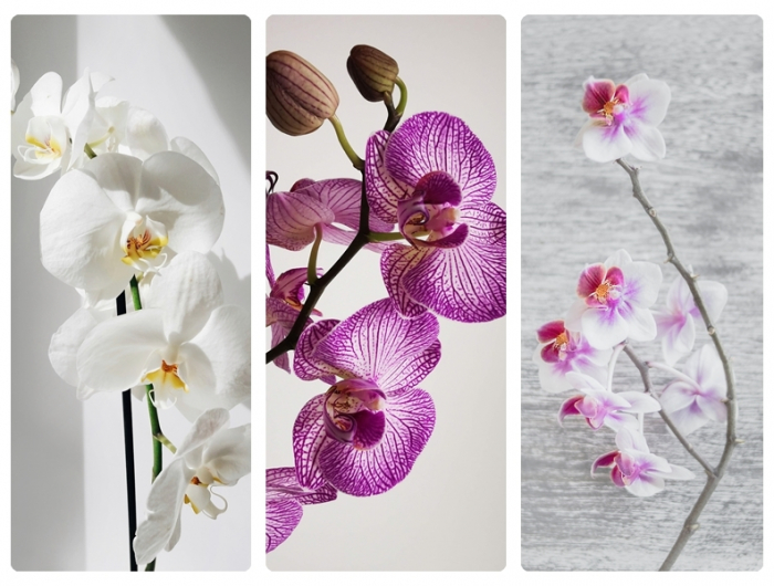 orchideen pflege tipps für anfänger und hobbygärtner