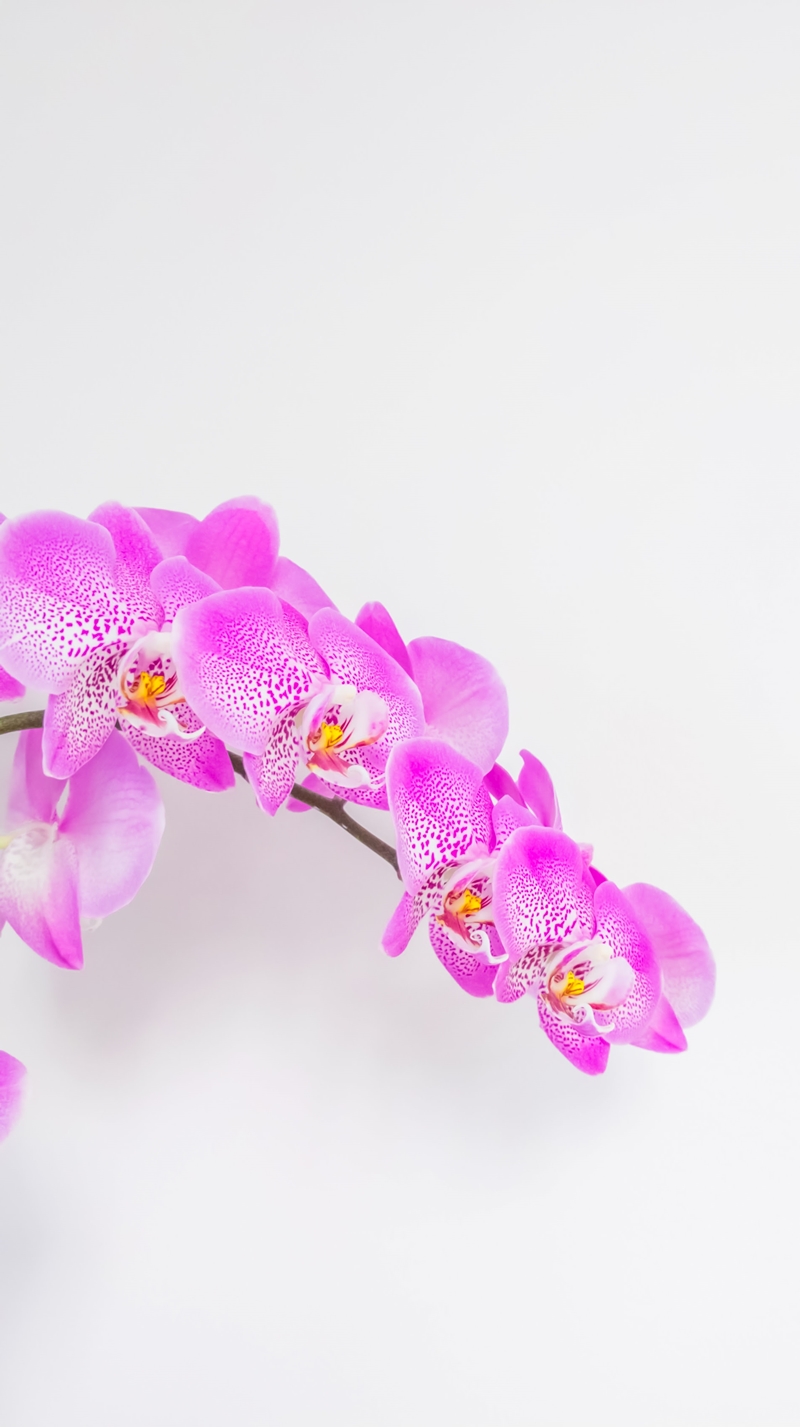orchideen pflege wunderschöne zimmerpflanze in helllila