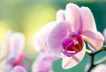 Wichtige Tipps zur richtigen Orchideen Pflege