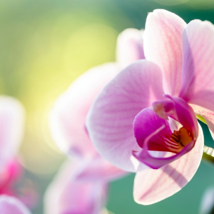 orchideen richtig pflegen ausführliche tipps rosa blume