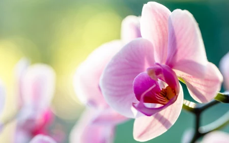 orchideen richtig pflegen ausführliche tipps rosa blume