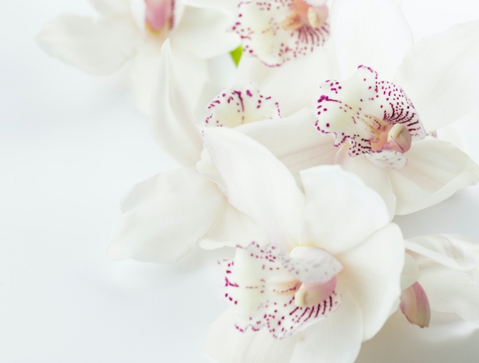 orchideen richtig pflegen wichtige pflegetipps weiße zimmerpflanze