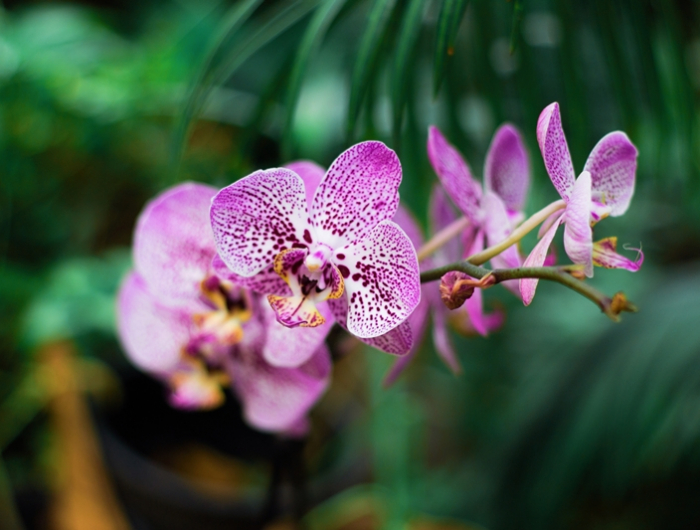 orchideen standort wichtige pflegetipps für orchideen