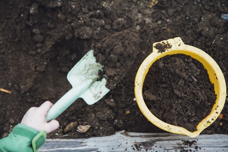 pfingstrose pflanzen und düngen hummusboden mit gartenschaufel auflockern
