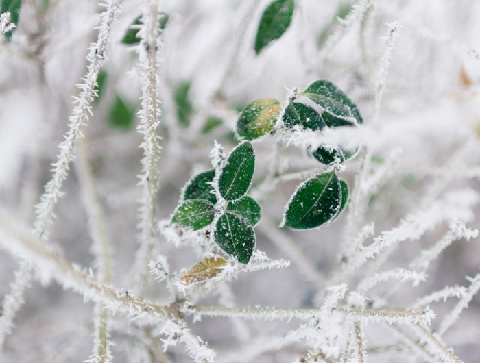 pflanzen winterfest machen baum bedeckt mit frost