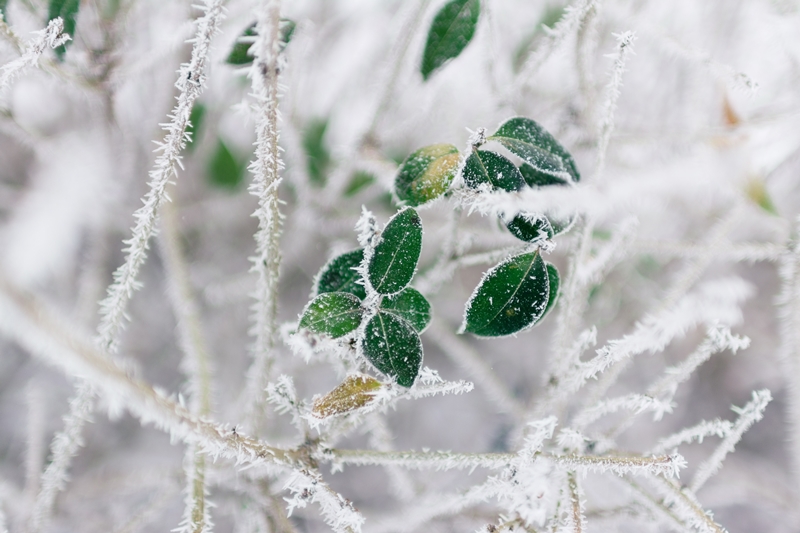 pflanzen winterfest machen baum bedeckt mit frost