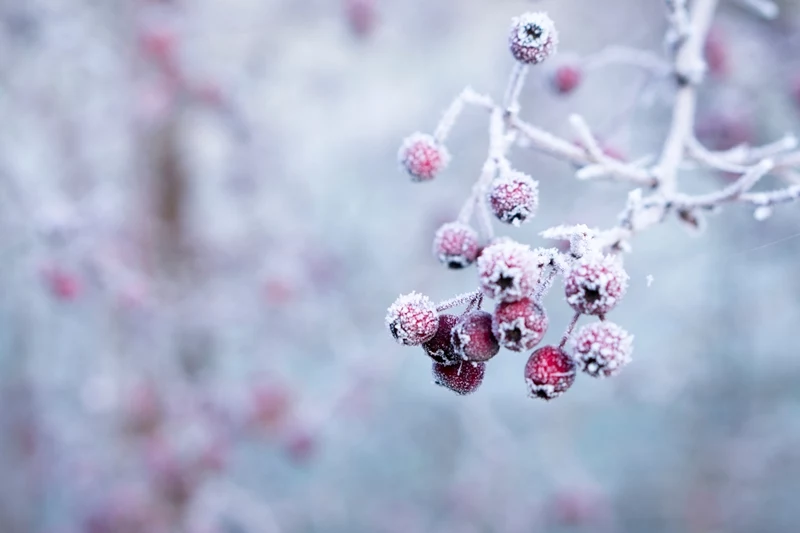 pflanzen winterhart machen tips winterfeste gartenpflanzen