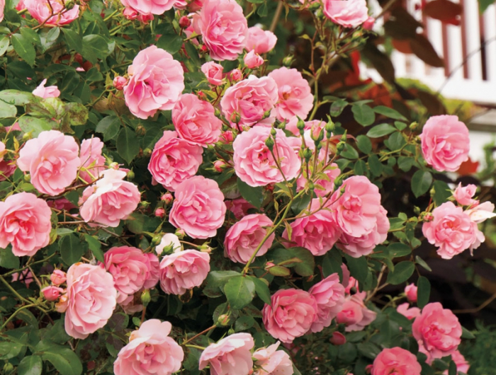 pinke strauchroseb mediterrane pflanzen anlegen rosen im garten