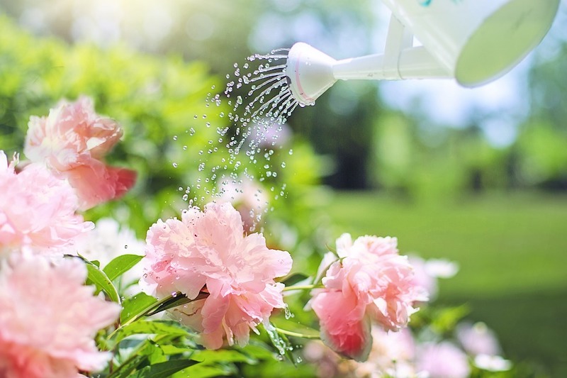 rosa pfingstrose wachstum und gießen im garten trichter