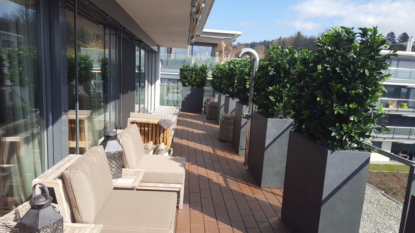 terrassen sichtschutz balkon balkon sichtschutz mit pflanzen ideen kirschlorbeer hecke in blumentopfen