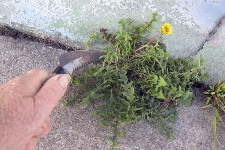 Unkraut im Rasen mit Hausmitteln bekämpfen - Archzine.net