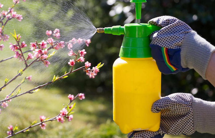 spraying a blooming fruit tree against pests
